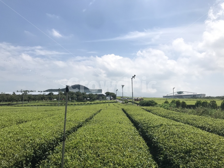 제주도,여름,녹차밭,오셜록,스프링쿨러,하늘,말차,녹차,풀