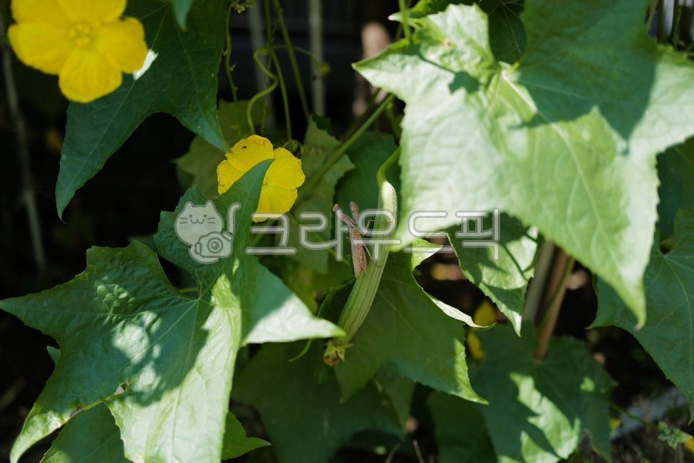 수세미,열매,사마귀,수세미꽃,수세미열매,자연,자연학습,곤충,식물,plant,leaf,잎