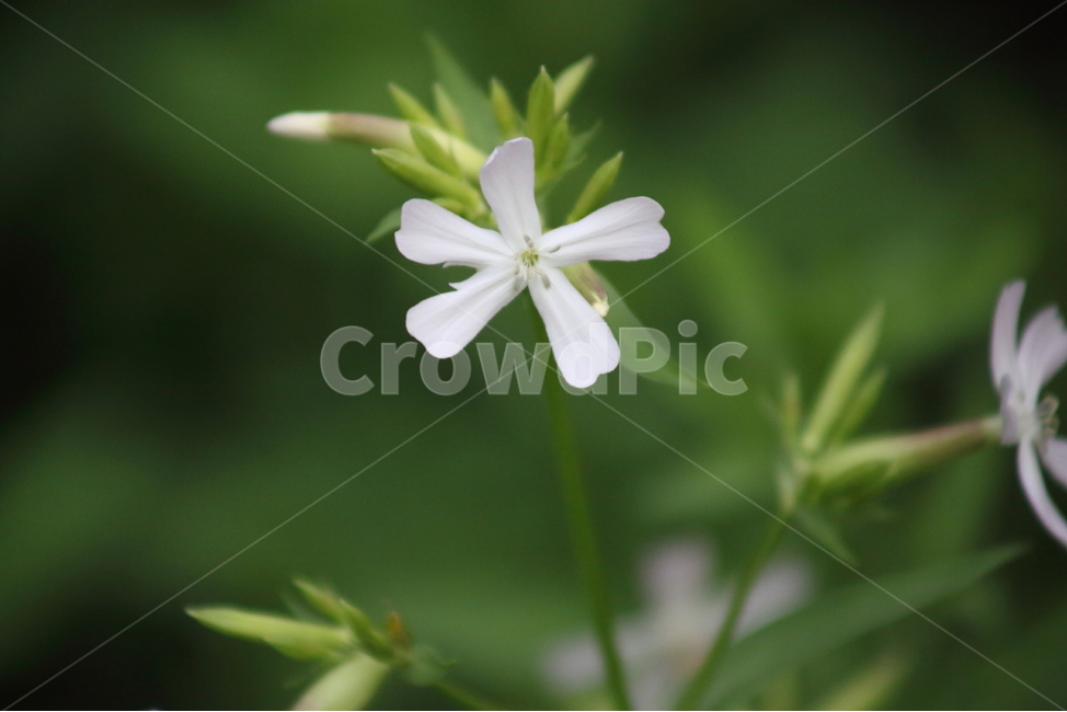 비누풀,거품장구체,비누풀패랭이꽃,saponariaofficinalis,soapwort