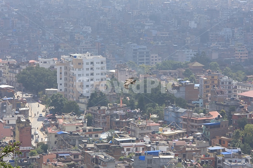 네팔,네팔도심,새,독수리,매,경치,풍경,도시,건물,building,city,aerialview,동물,animal,조류,새,birds