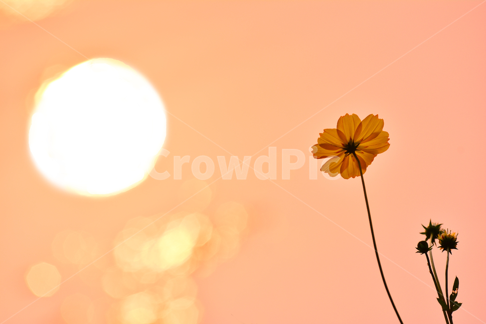 노랑코스모스,코스모스,노을,석양,감성,분위기,느낌,feeling,emotion,sensible,sunset,해질무렵,반사,태양,해,가을분위기,살구색,오렌지색,flowers,꽃,가을꽃,한송이,보케,빛망울,가을,계절,fall,autumn,season,식물,자연,plants,nature,꽃,flower,감성,sensible,feeling