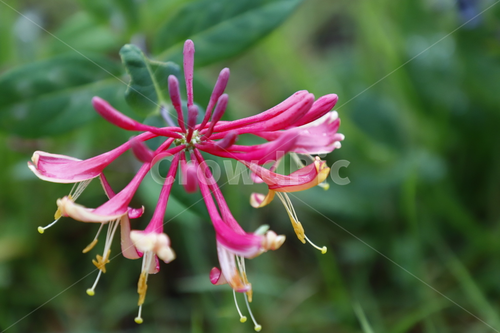 꽃,화초,꽃수술,분황색,녹색,식물,자연,plants,nature,꽃,flower