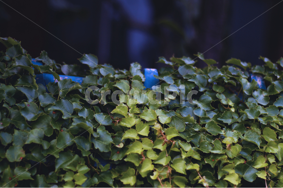나뭇잎,덩쿨,잎,식물,풀,식물,자연,plants,nature,감성,sensible,feeling