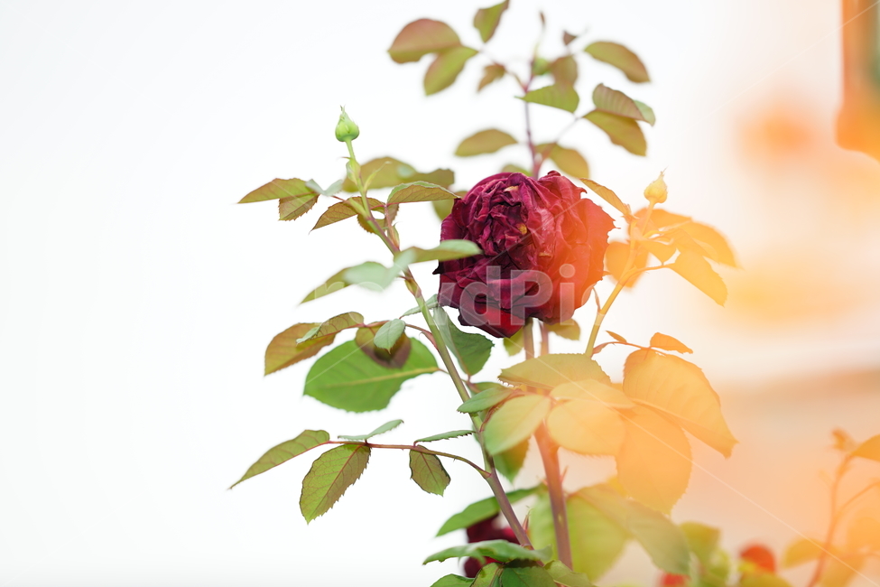 장미,꽃,자연,로즈,플라워,flower,rose,생명,풍경,감성사진,감성,잎,컬러,칼라,색감,식물,자연,plants,nature,꽃,flower,감성,sensible,feeling