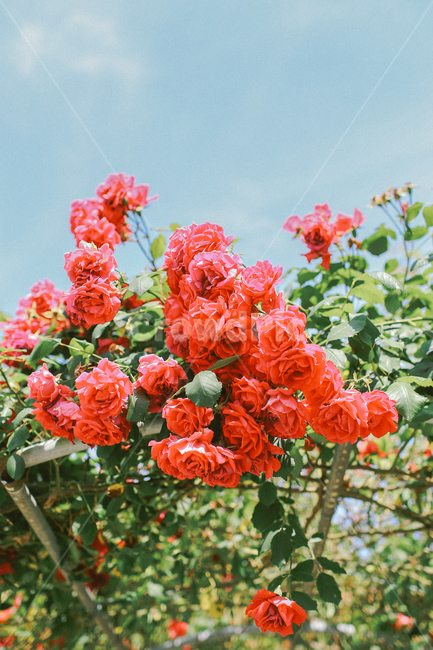 장미,꽃,여름,자연,감성사진,빨간색,rose,flower,식물,자연,plants,nature,꽃,flower