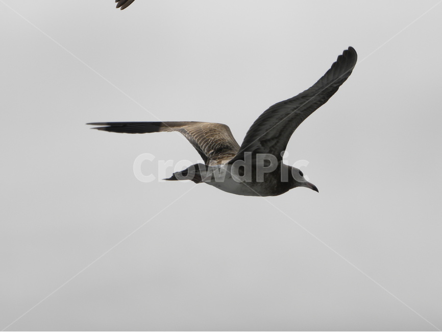 갈매기,seagull,gull,seamew,mew,동물,animal,조류,새,birds