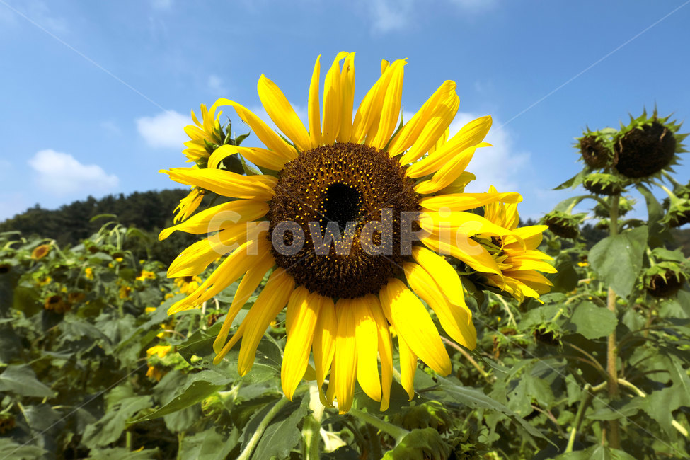 꽃,식물,해바라기,접사,plant,flower,sunflower,closeup,yellow,식물,자연,plants,nature,꽃,flower