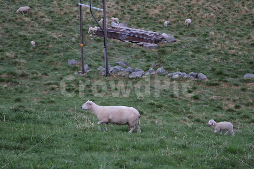 해외사진,풍경사진,양,목장,노르웨이,동물,animal,포유류,mammal,산업,industry,industrial,목축업,목장,livestock farming,ranching,pasture