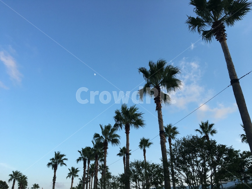 제주도,야자수,여름,summer,나무,palmtree,휴가