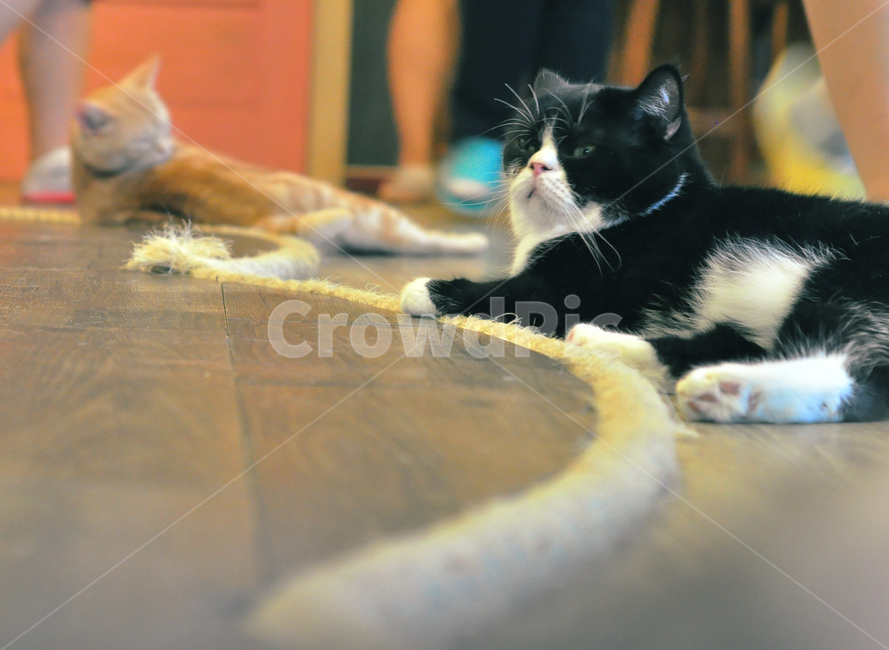 고양이,cat,고양이카페,귀여움,동물,동물,animal,포유류,mammal,고양이,cat,kitten,kitty