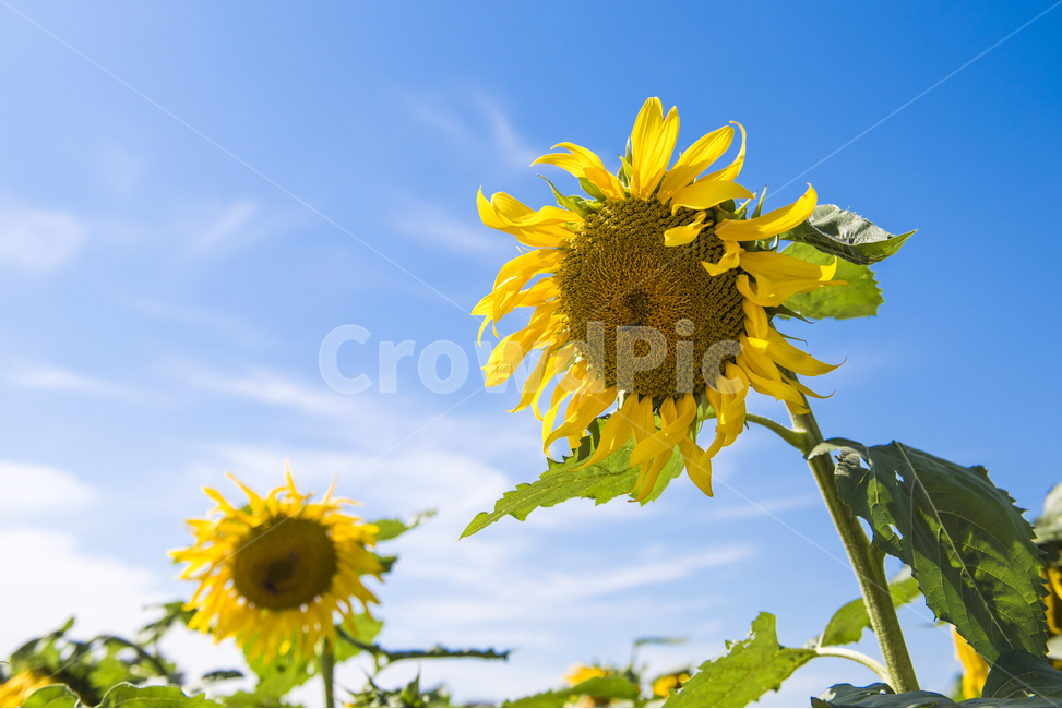 해바라기,꽃,선플라워,꽃밭,해바라기씨,sunflower,황금꽃,여름,계절,summer,season,가을,fall,autumn,식물,자연,plants,nature,꽃,flower,plant,blossom