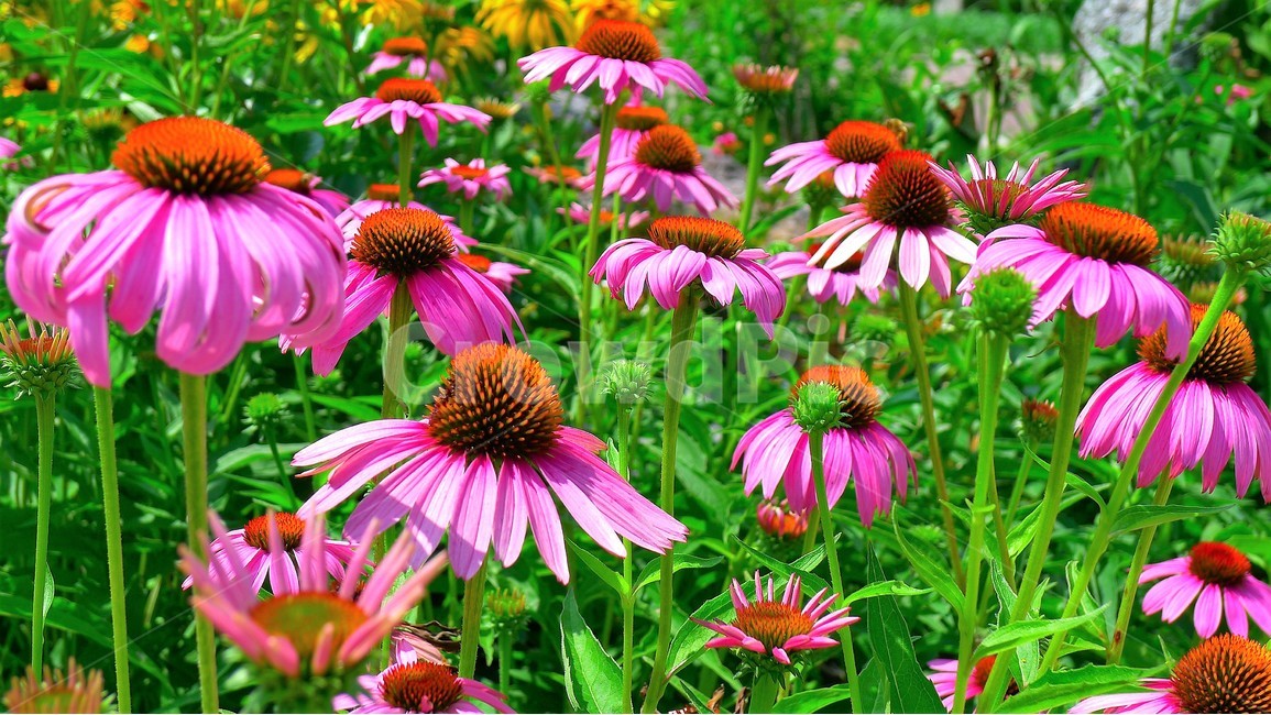 들꽃,자연,식물,초여름,군집,아름다움,식물,자연,plants,nature,꽃,flower
