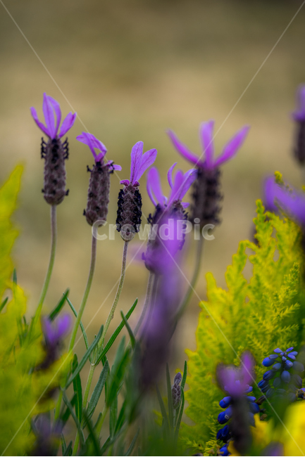 라벤더,꽃,식물,자연,flower,향신식물,식물,자연,plants,nature,꽃,flower