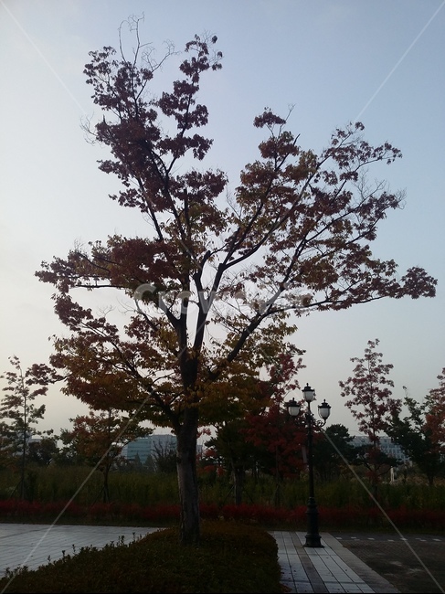tree,나무,plant,식물,자연,가로등,식물,자연,plants,nature,나무,trees,wood