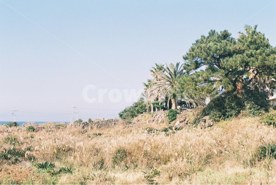 제주도,애월해변,해변,바다,풍경,배경,필름사진,필름카메라,film,filmpic,filmcamera,jejuisland,하늘,잔잔함,감성사진,섬,나무,갈대,제주도,jeju,jeju island,outdoors,옥외,nature,자연,grassland,목초지,field,들