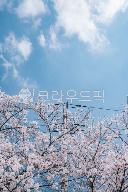 spring,sky,cherry blossom,cloud,season