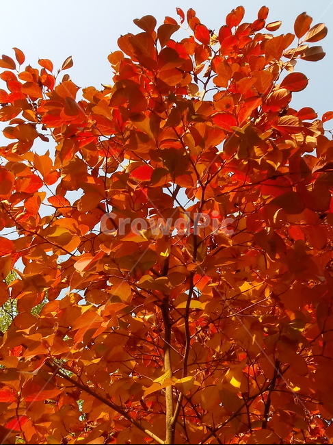 가을,단풍,낙엽,maple,plant,식물,단풍나무,단풍잎,leaf,잎,tree,나무,계절,fallautumnseason,가을단풍,자연,풍경,경치,가을,계절,fall,autumn,season,식물,자연,plants,nature,나무,trees,wood