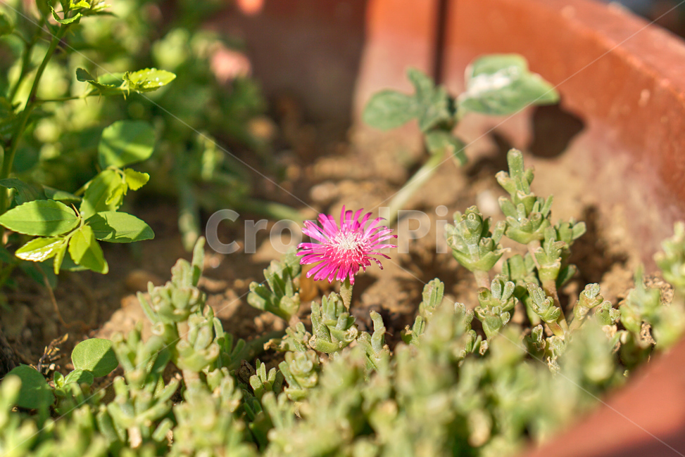 선인장,꽃,다육식물,생화,화분,들꽃,조화,flower,nature,자연,plant,Cactus,Succulents