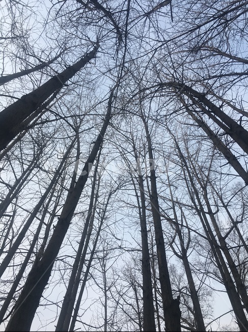 나무,가지,하늘,가을,나뭇가지,숲,파란하늘,가지치기,큰나무,분위기,자연,풍경,nature,landscape
