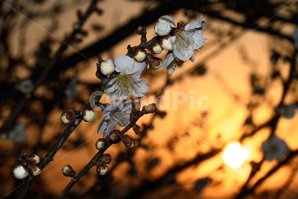 일출,매화,꽃,봄꽃,접사,매크로,봄,계절,spring,season,식물,자연,plants,nature,꽃,flower
