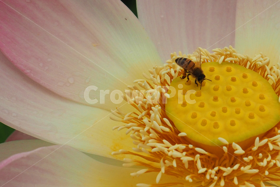 연꽃,invertebrate,무척추동물,animal,동물,bee,insect,곤충,honeybee,꿀벌,식물,plant,식물,자연,plants,nature,꽃,flower