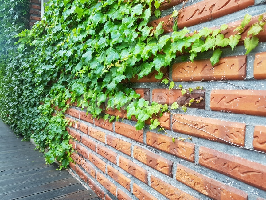 벽돌,brick,식물,넝쿨식물,건물외벽