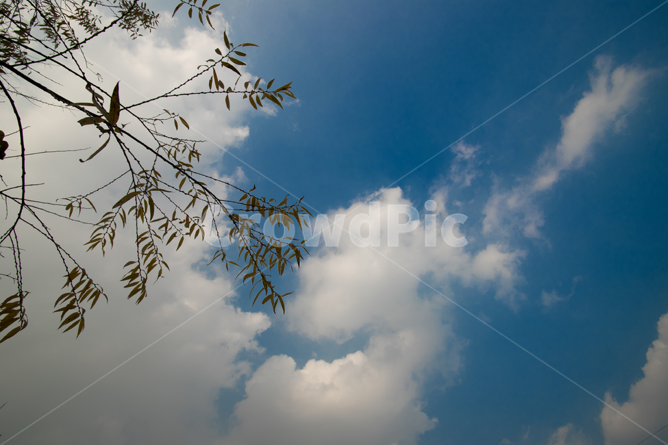 풍경,하늘,구름,autumn,scenery,맑음,나무,단풍,감성,고요함,자연,풍경,nature,landscape,outdoors,옥외