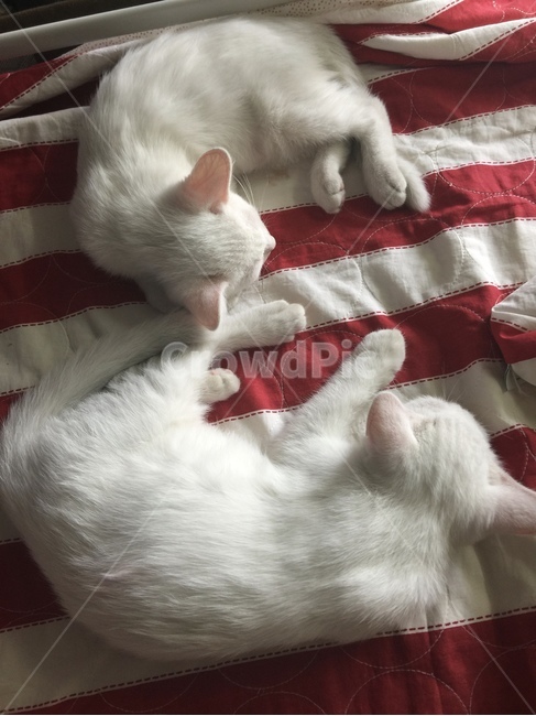 고양이,남매고양이,아기고양이,낮잠,나른,동물,animal,포유류,mammal,고양이,cat,kitten,kitty