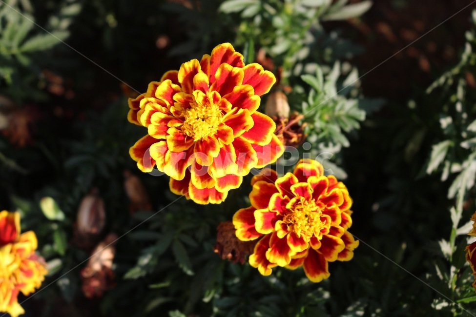 꽃,주황,노랑,초록,식물,자연,flower,orange,yellow,green,plants,nature,hana,orenziiro,kiiro,midori,shokubutsu,식물,자연,plants,nature,꽃,flower