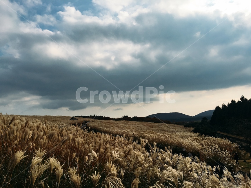 가을하늘,갈대,제주도,제주,억새,가을,하늘,가을,계절,fall,autumn,season,자연,풍경,nature,landscape,grass,잔디,plant,식물