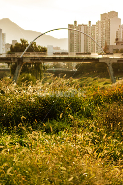 가을,산책,야외,자연,오후,저녁,fall,autumn,outdoor,outside,nature,afternoon,evening,휴식,takeawalk,takearest,가을,계절,fall,autumn,season,식물,자연,plants,nature,grassland,목초지,field,들,outdoors,옥외