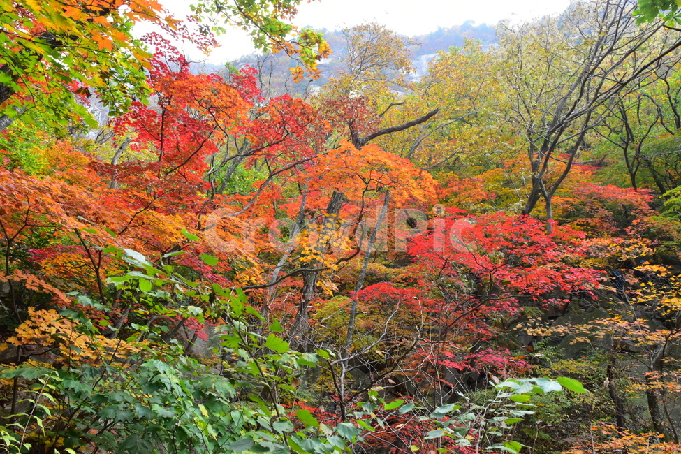 가을,단풍,자연,풍경,북한산,잎,단풍잎,붉은,나무,계절,계곡,숲,힐링,plant,fall,autumn,season,forestnature,landscape,한국자연풍경,한국자연경관,korea,tree,maple,leaf,가을,계절,fall,autumn,season,자연,풍경,nature,landscape,식물,plants,나무,trees,wood