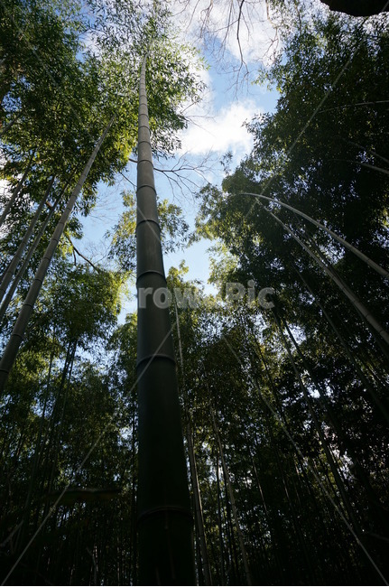 대나무,나무,일본,자연,tree,bamboo,japan,자연,풍경,nature,landscape,plant,식물