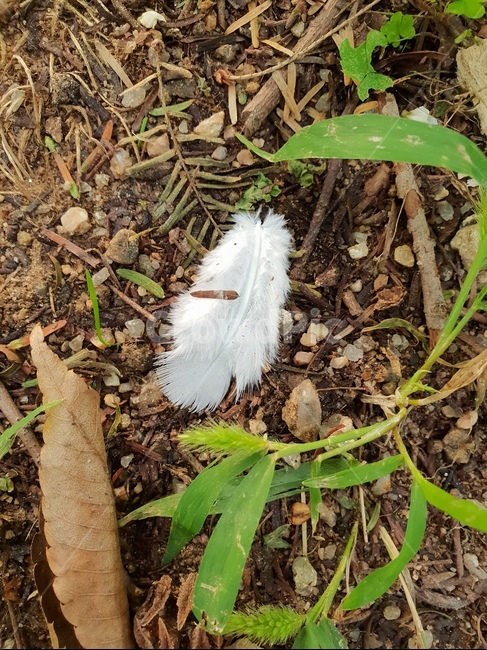 깃털,white,숲,자연,힐링,천사,흙,낙엽,식물,자연,plants,nature