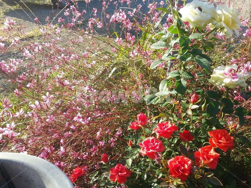 꽃,식물,옥외,정원,풀
