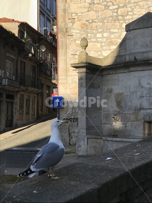 갈매기,도시와동물,새,유럽,포르투갈,포르토,동물,animal,조류,새,birds
