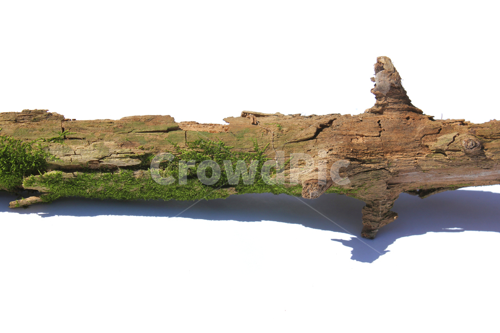 bark,branch,branchesmoss,brown,closeup,detail,dry,green,moss,natural,nature,piece,plant,tree,wood,wooden,이끼,그린,녹색,나뭇가지,오래된,자연,식물,나무,우드,건조한,마른,가지,풀,이끼풀,흰배경,클로즈업,갈색,브라운