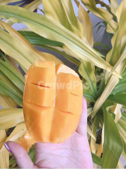 망고,음식,과일,식물,plant,과일,열매,fruit