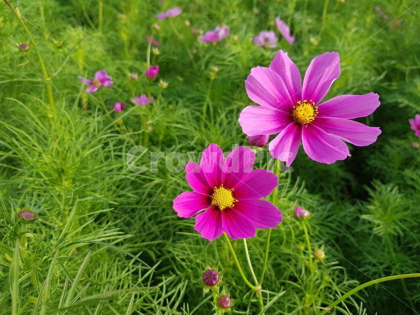 코스모스,풍경,가을,핑크,자연,가을,계절,fall,autumn,season,식물,자연,plants,nature,꽃,flower,geranium,제라늄,blossom,plant,petal,꽃잎