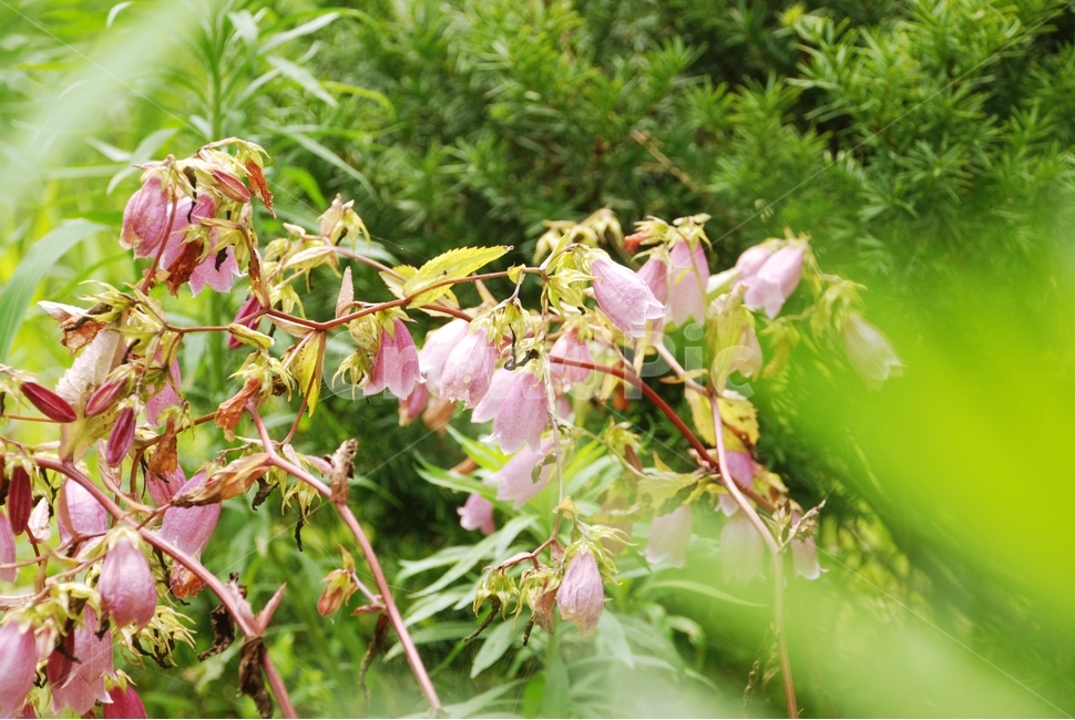 꽃,초롱꽃,보라색,보라꽃,자연,식물,정원,식물,자연,plants,nature,꽃,flower