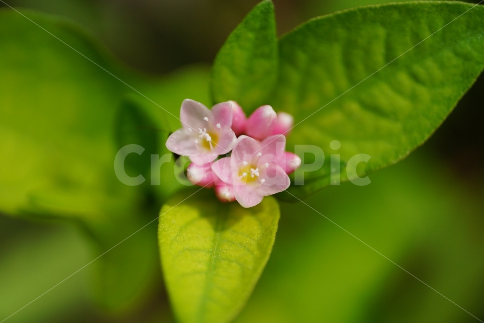 고마리,고마리꽃,야생화,야생식물,식물,자연,꽃사진,꽃,플라워,Ditchpersicaria,flower,flowers,nature,plant,plants,9월,September,가을,가을꽃,autumn,fall,계절,season,이파리,그린,green,녹색,푸른,푸르다,감성,감성사진,힐링,힐링사진,느낌,분위기,feel,feeling,한국자연,한국식물,한국꽃,한국야생화,한국야생식물,한국,korea,풍경,landscape,접사,macro,snap,snpshot,스냅,스냅사진,스넵,스넵사진,경치,식물,자연,plants,nature,꽃,flower