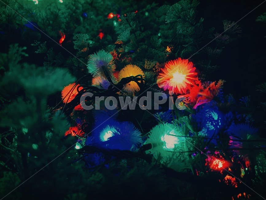 꽃,식물,flower,빛,풀,불빛,전구,꼬마전구,장식,꽃장식,화분