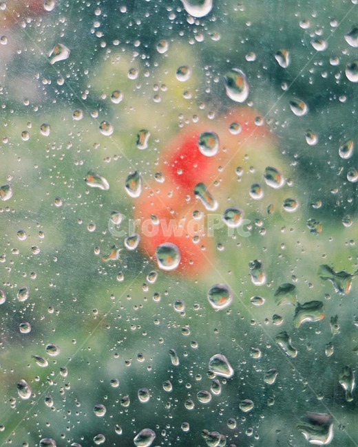 비,비닐우산,감성사진,빗방울,아련한,여름,rain,umbrella,emotion,summer,비,비오는날,rain,rainy