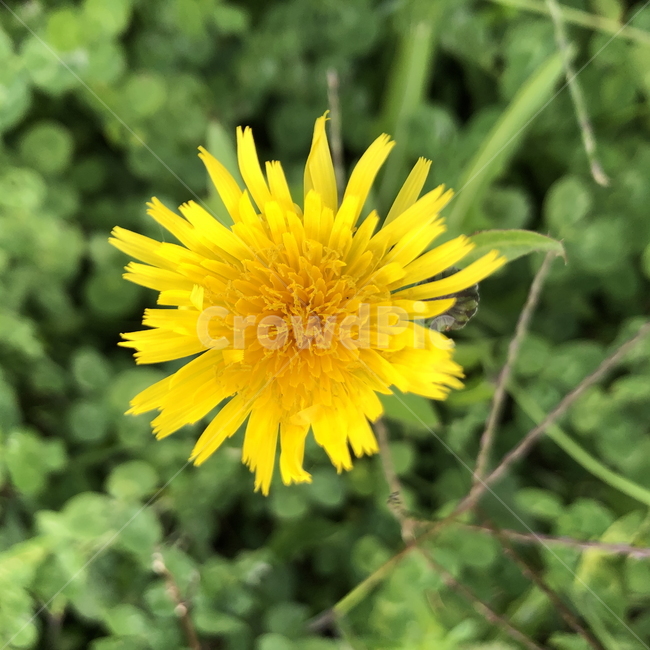 민들레,민들레꽃,꽃,야생화,flower,식물,plant,가을,blossom,식물,자연,plants,nature,꽃,flower