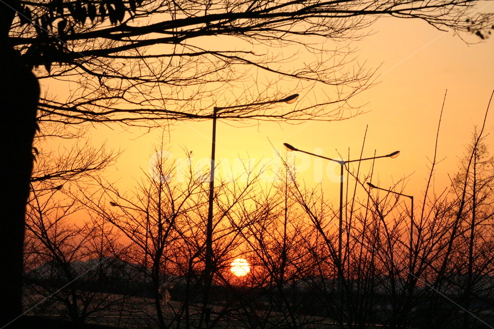 nature,자연,outdoors,노을,하늘,해,식물,자연,plants,nature,나무,trees,wood