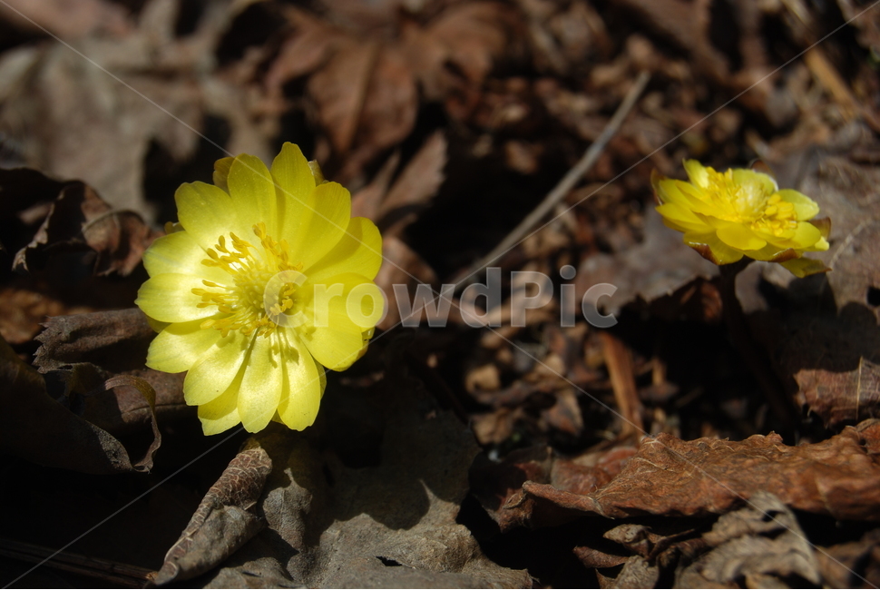 천마산,들꽃,봄,다산길,자연,봄,계절,spring,season,식물,자연,plants,nature,꽃,flower,plant