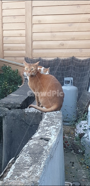 cat,고양이,동물,abyssinian,아비시니안,animal,길냥이,길고양이