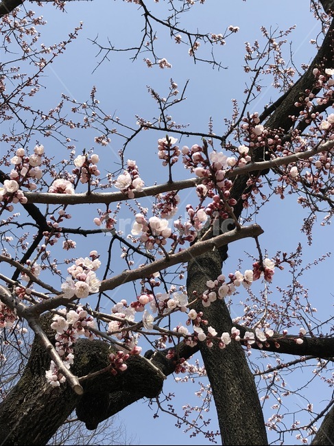 꽃,blossom,flower,식물,벚꽃,꽃봉오리,blooming,bloom,봄,spring,벚나무,꽃봉우리,식물,자연,plants,nature,꽃,flower