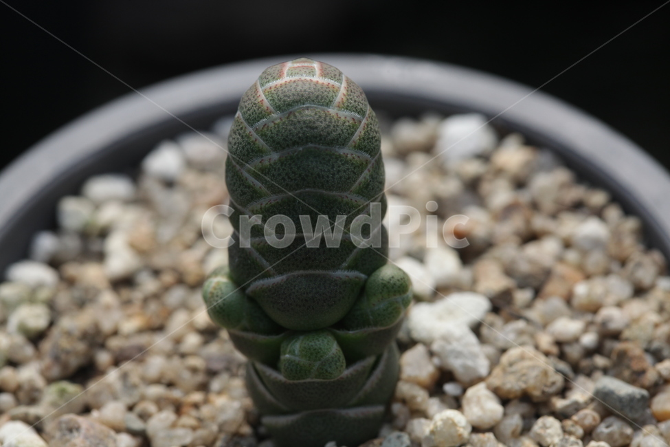 다육,갑옷,왕눈이,개구리,탑,식물,자연,plants,nature,실내용화초,화분,화초,house plant
