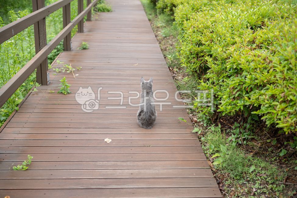 Cat,stray cat,meow,gray cat,cat eating churu,cat eating snack,back view,cat back view,yawning cat,mammal,animal,wild animal